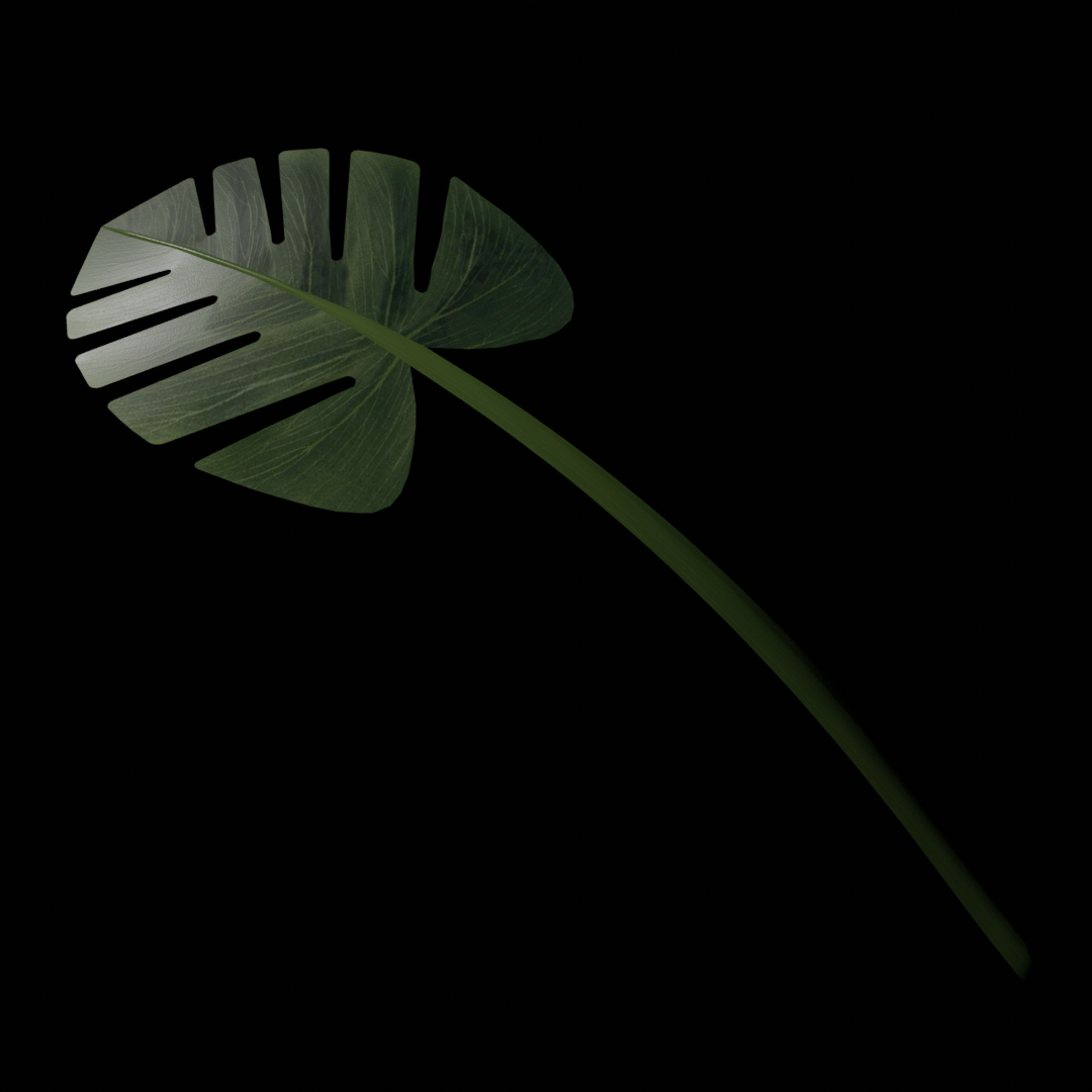 monstera's leaf